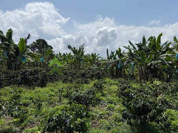 Venta Finca cafetera Montenegro Quindio