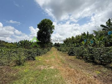 Venta Finca cafetera Montenegro Quindio
