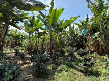 Venta Finca cafetera Montenegro Quindio