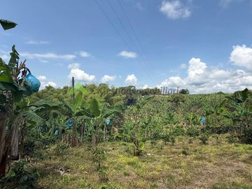 Venta Finca cafetera Montenegro Quindio