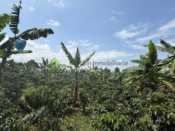 Venta Finca cafetera Montenegro Quindio