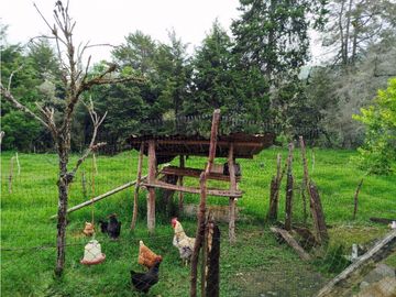 Se Vende Casa Campestre En Valle De Cocora