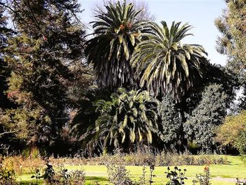 Sitio en Venta en La Cartuja - Mostazal