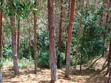 Venta De Finca En San Vicente Ferrer Vda Chaparral