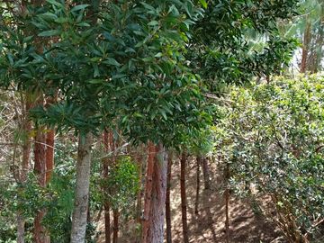 Venta De Finca En San Vicente Ferrer Vda Chaparral
