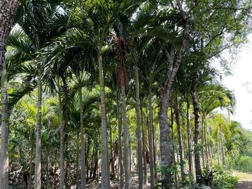 Rancho en Tecoh Yucatan, con casa, en venta