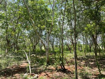 Rancho en Tecoh Yucatan, con casa, en venta