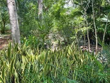 Rancho en Tecoh Yucatan, con casa, en venta