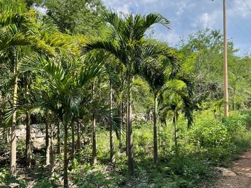Rancho en Tecoh Yucatan, con casa, en venta
