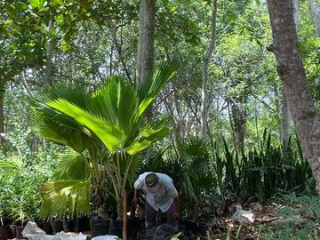 Rancho en Tecoh Yucatan, con casa, en venta