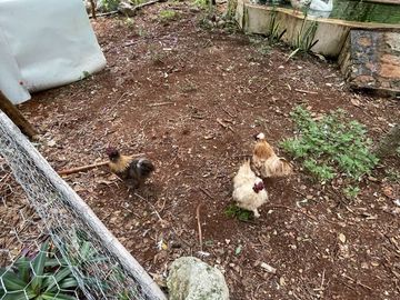 Rancho en Tecoh Yucatan, con casa, en venta