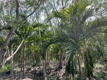 Rancho en Tecoh Yucatan, con casa, en venta