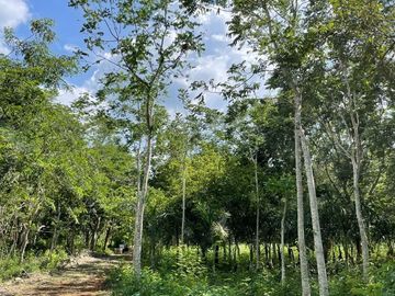 Rancho en Tecoh Yucatan, con casa, en venta