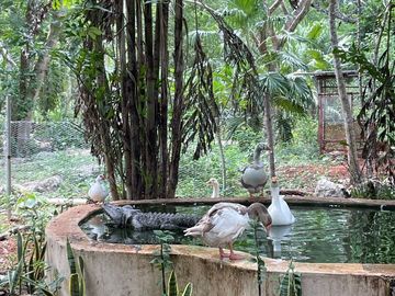 Rancho en Tecoh Yucatan, con casa, en venta