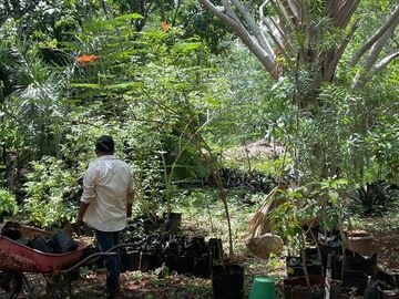 Rancho en Tecoh Yucatan, con casa, en venta