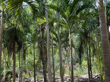 Rancho en Tecoh Yucatan, con casa, en venta
