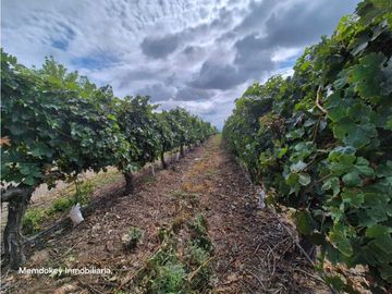 VENTA DE FINCA ÚNICA DE 275 HAS - EN TUNUYAN, MENDOZA.
