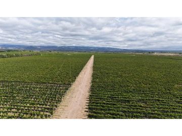 VENTA DE FINCA ÚNICA DE 275 HAS - EN TUNUYAN, MENDOZA.