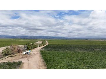 VENTA DE FINCA ÚNICA DE 275 HAS - EN TUNUYAN, MENDOZA.