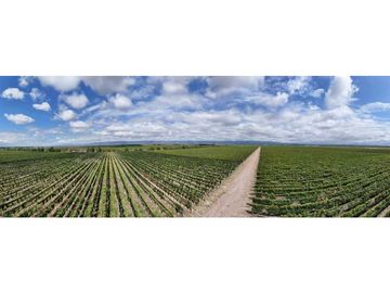 VENTA DE FINCA ÚNICA DE 275 HAS - EN TUNUYAN, MENDOZA.