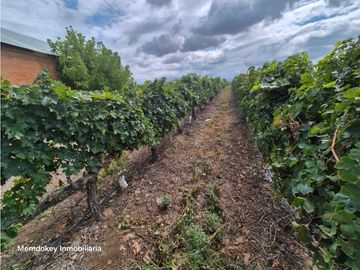 VENTA DE FINCA ÚNICA DE 275 HAS - EN TUNUYAN, MENDOZA.