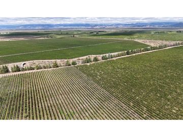 VENTA DE FINCA ÚNICA DE 275 HAS - EN TUNUYAN, MENDOZA.