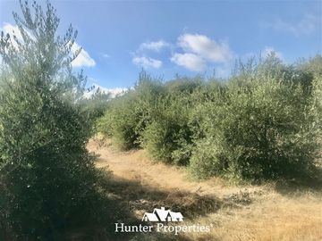 Terreno Construccion en Venta en camino pencahue sector Quepo hacia el norte