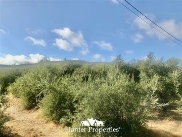 Terreno Construccion en Venta en camino pencahue sector Quepo hacia el norte