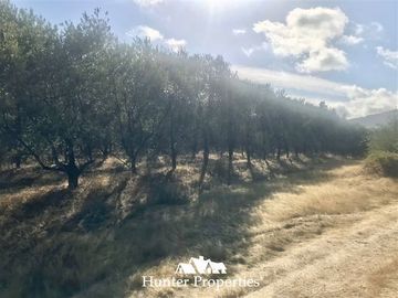 Terreno Construccion en Venta en camino pencahue sector Quepo hacia el norte