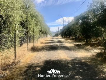 Terreno Construccion en Venta en camino pencahue sector Quepo hacia el norte