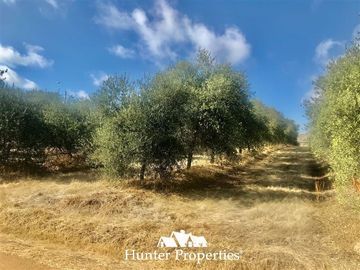 Terreno Construccion en Venta en camino pencahue sector Quepo hacia el norte