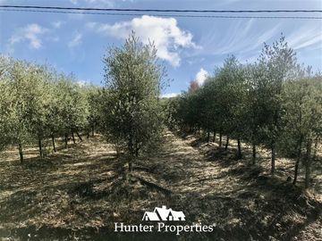 Terreno Construccion en Venta en camino a pencahue , sector quepo, camino a hacia el norte