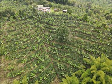 SE VENDE FINCA EN LA VA QUE CONDUCE FILANDIA QUIMBAYA