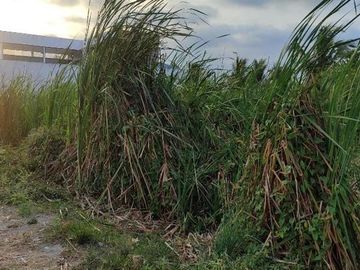TERRENO EN VENTA EN SECTOR CASTELNUOVO, PARROQUIA ATACAMES ESMERALDAS
