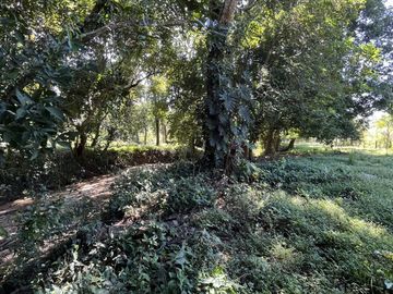 RANCHO EN VENTA EN MAPASTEPEC, CHIAPAS