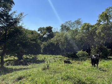 RANCHO EN VENTA EN MAPASTEPEC, CHIAPAS