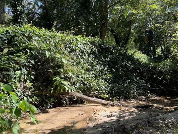 RANCHO EN VENTA EN MAPASTEPEC, CHIAPAS