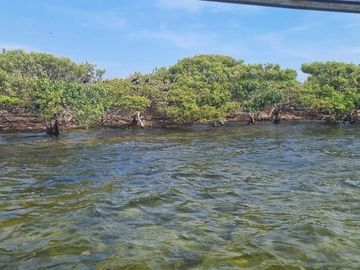 Rancho en Venta en San Felipe, Yucatán – 548 Hectáreas con Cenote y Riqueza Nat