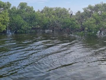 Rancho en Venta en San Felipe, Yucatán – 548 Hectáreas con Cenote y Riqueza Nat