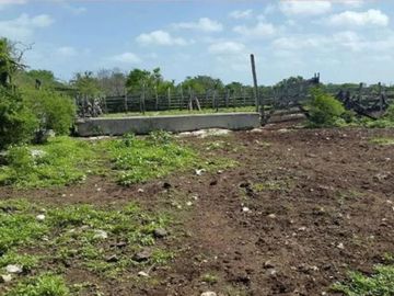 Rancho en Venta en San Felipe, Yucatán – 548 Hectáreas con Cenote y Riqueza Nat