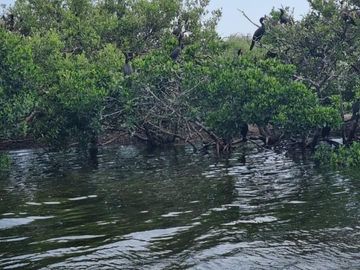 Rancho en Venta en San Felipe, Yucatán – 548 Hectáreas con Cenote y Riqueza Nat