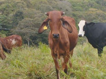 FINCA CON CONDICIONES PARA PARCELAR O GANADERIA.ALEJANDRIA ANT