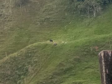 FINCA CON CONDICIONES PARA PARCELAR O GANADERIA.ALEJANDRIA ANT