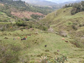 FINCA CON CONDICIONES PARA PARCELAR O GANADERIA.ALEJANDRIA ANT