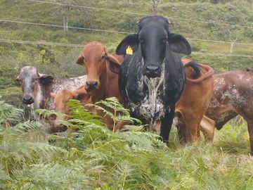 FINCA CON CONDICIONES PARA PARCELAR O GANADERIA.ALEJANDRIA ANT