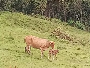 FINCA CON CONDICIONES PARA PARCELAR O GANADERIA.ALEJANDRIA ANT