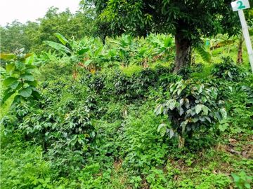 Se Vende Finca Cafetera En Cordoba Quindio