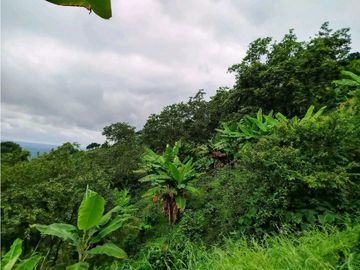 Se Vende Finca Cafetera En Cordoba Quindio