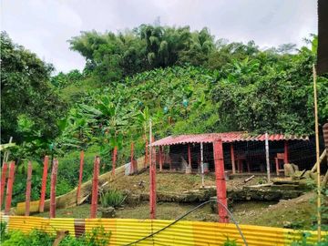 Se Vende Finca Cafetera En Cordoba Quindio