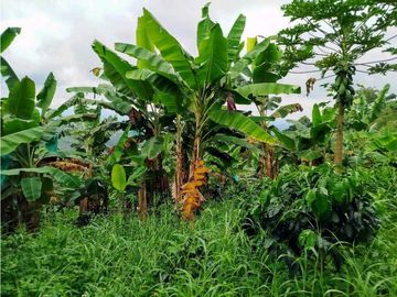 Se Vende Finca Cafetera En Cordoba Quindio